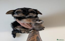 Yorkshire Terrier dogs for sale: 7 male Yorkshire terriers ready to leave.  - Image 3