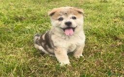Chow Chow dogs for sale: Exotic colour chowsky puppies for sale  - Image 4