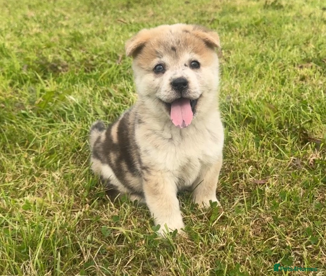 Chow Chow dogs for sale: Exotic colour chowsky puppies for sale  - Image 4