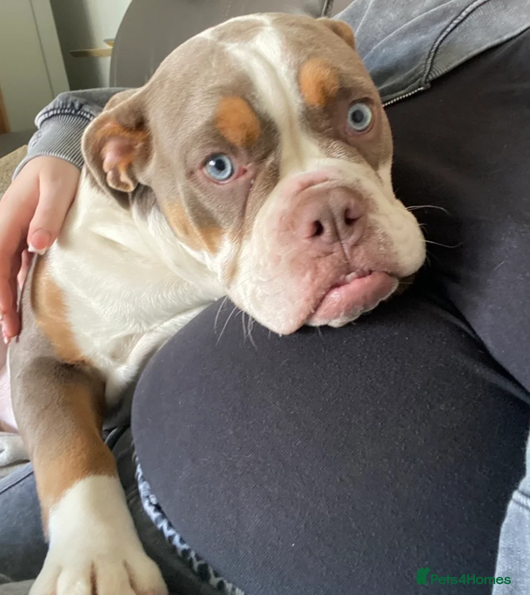 Dorset Olde Tyme Bulldogge dogs for sale: Female Dorsett Olde English Bulldogge in West Bromwich - Advert 2