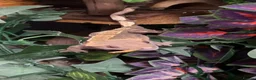Gecko reptiles for sale: Female Harlequin Created Gecko in Aldershot - Advert 19
