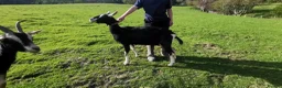 Goats livestock for sale: 5 goats  pedegri British alpine goats milk in Oswestry - Advert 1