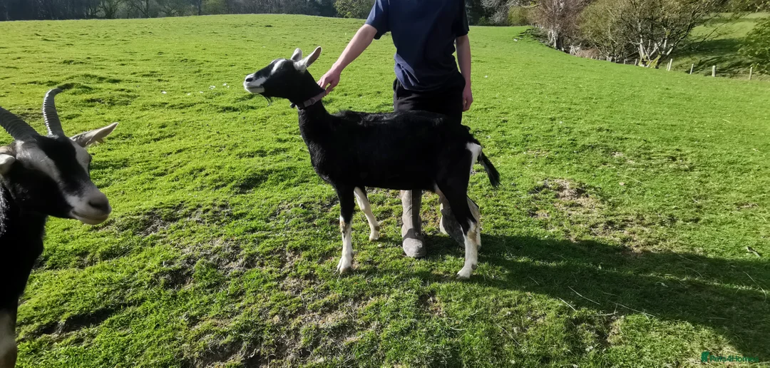 Goats livestock for sale: 5 goats  pedegri British alpine goats milk in Oswestry - Advert 1
