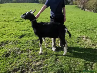 Goats livestock 5 goats pedegri British alpine goats milk - Advert 2