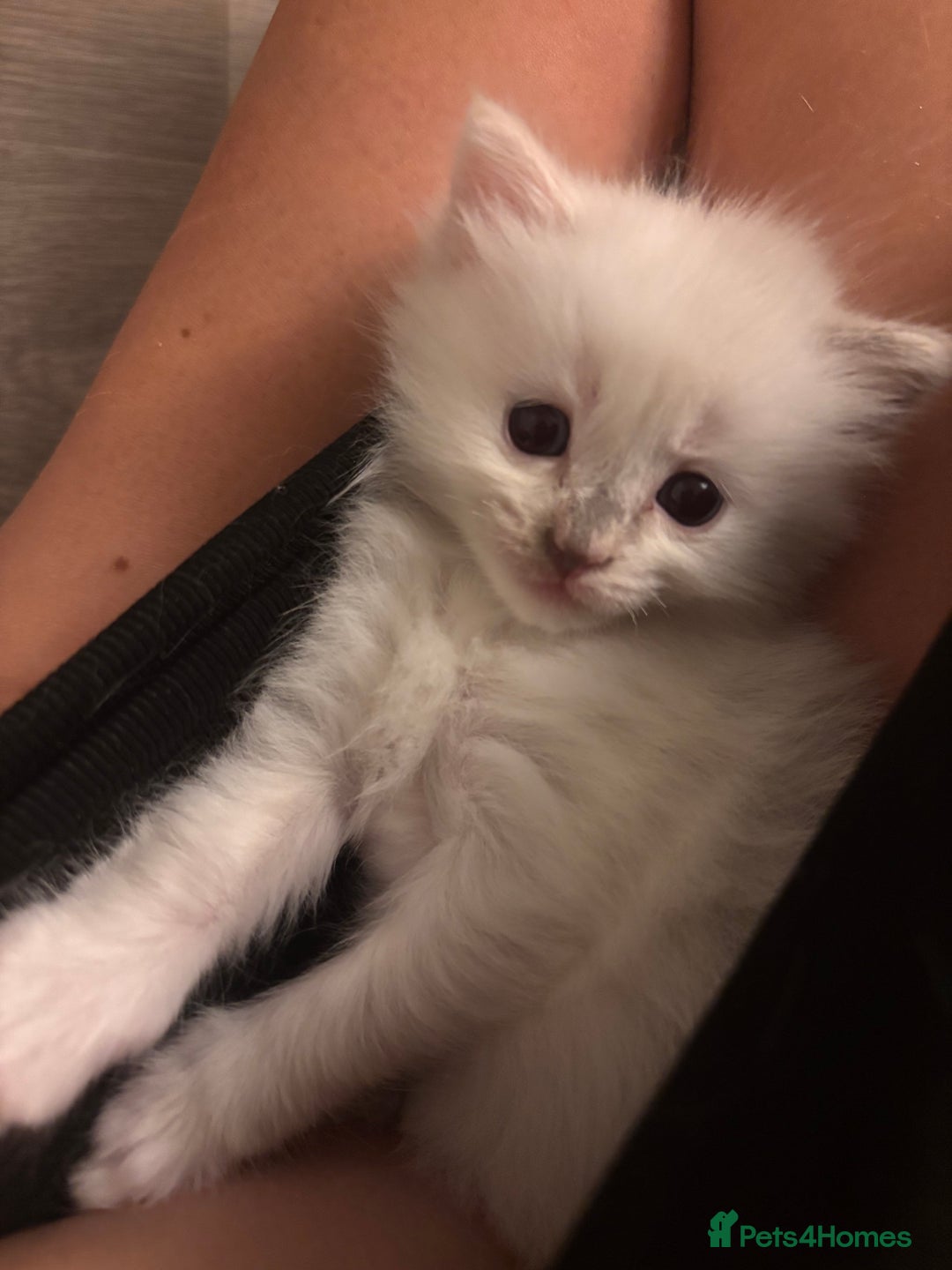 Ragdoll cats for sale: Pedigree Ragdoll Kittens for sale - Image 4