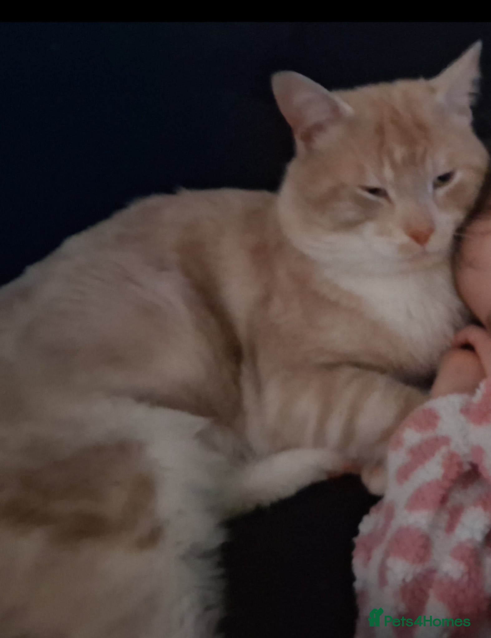 Mixed Breed cats for sale: Mainecoon x tortoise shell  in High Wycombe - Advert 2