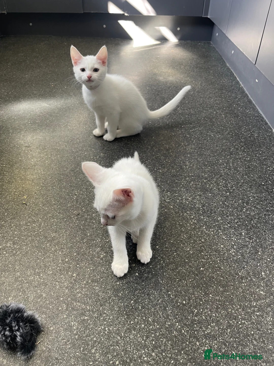 Mixed Breed cats for sale: 3 beautiful pure white kittens - Advert 2