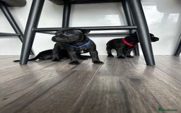 Staffordshire Bull Terrier dogs for sale: 🔥 Stunning Staffordshire Bull Terriers 🔥 - Image 27