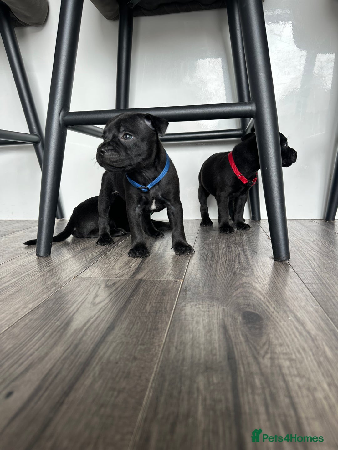 Staffordshire Bull Terrier dogs for sale: 🔥 Stunning Staffordshire Bull Terriers 🔥 - Image 27