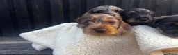 Miniature Dachshund dogs for sale: Wire Haired Miniature Dachshunds  - Advert 17