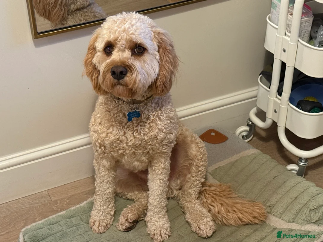 Cavapoo dogs for sale: Beautiful/Well trained Cavapoo-Loving Home Needed - Advert 2