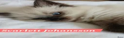 Ragdoll cats for sale: 5 Gorgeous 1/2 Pedigree Ragdoll Kittens 💖 - Advert 20