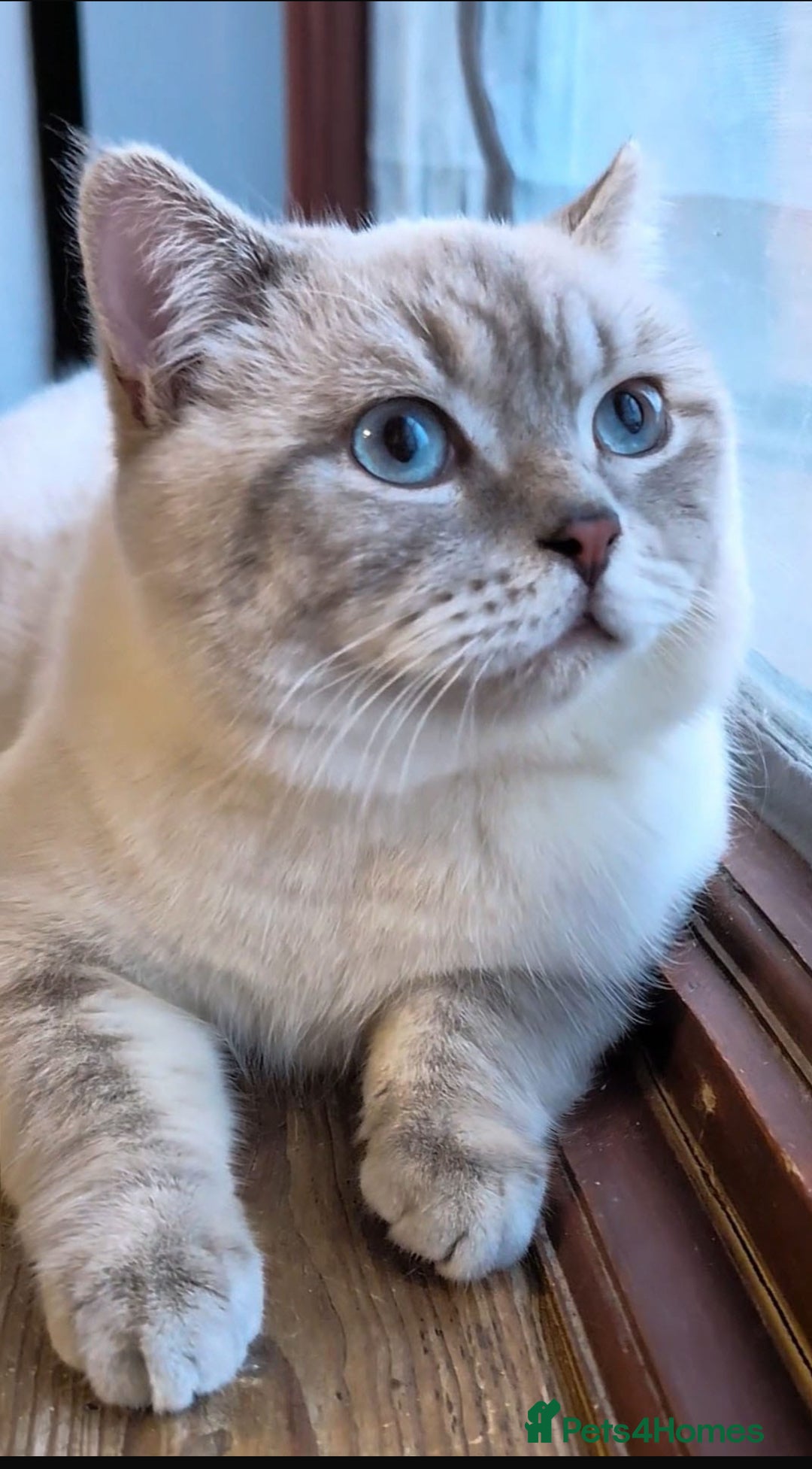 Scottish Fold cats for sale: Kittens for sale  - Image 11