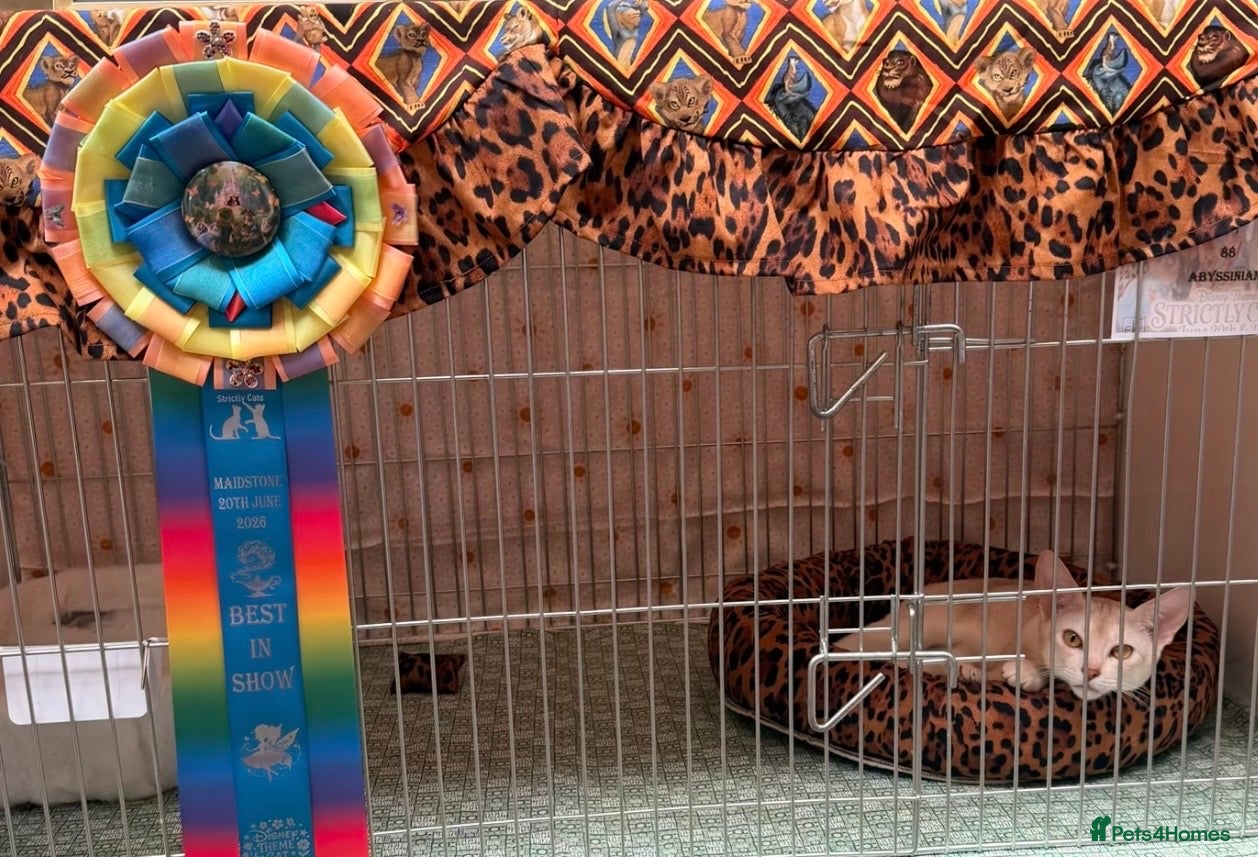 Abyssinian cats 🏆✨ CHAMPION Silver Cinnamon  Abyssinian  ✨🏆❤️ - Advert 10