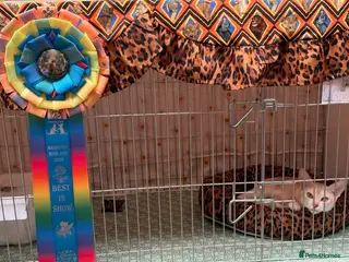 Abyssinian cats 🏆✨ CHAMPION Silver Cinnamon Abyssinian ✨🏆❤️ - Advert 5