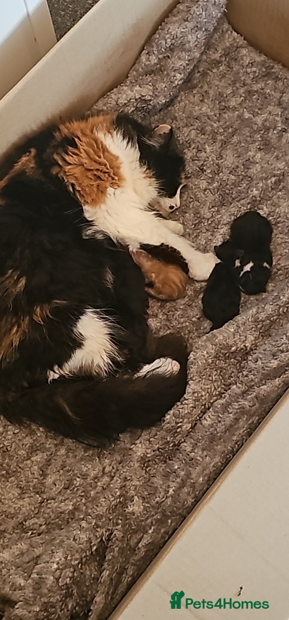 Mixed Breed cats Calico kittens  - Advert 4