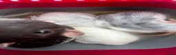 Rat rodents for sale: 4 female rats with cage and accessories  - Advert 3