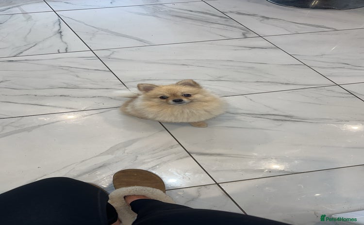 Pomeranian dogs - Advert 12