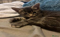 Maine Coon cats for sale: Maincoon X Bengal Tabby beautiful markings - Image 8