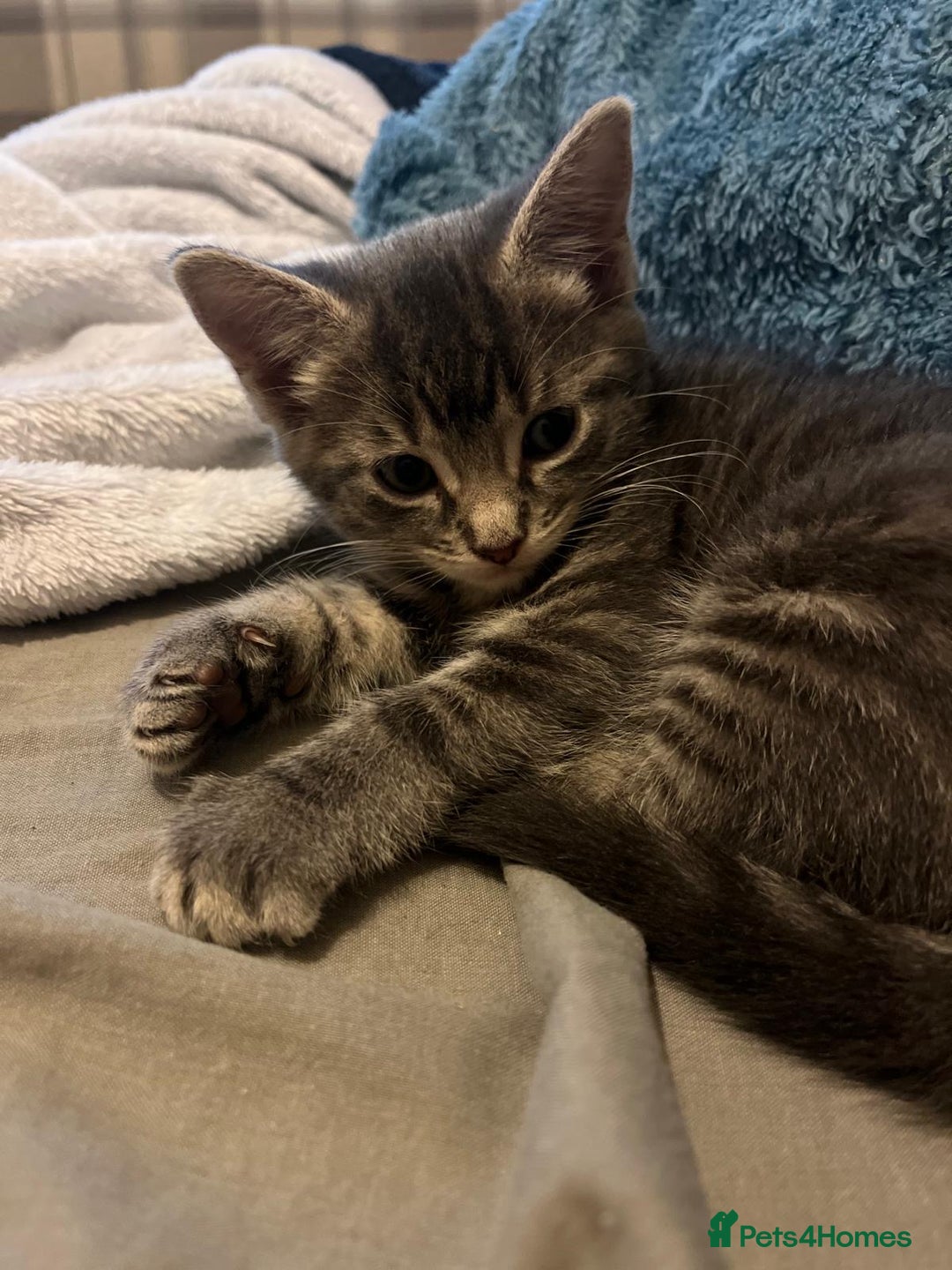 Maine Coon cats for sale: Maincoon X Bengal Tabby beautiful markings - Image 8