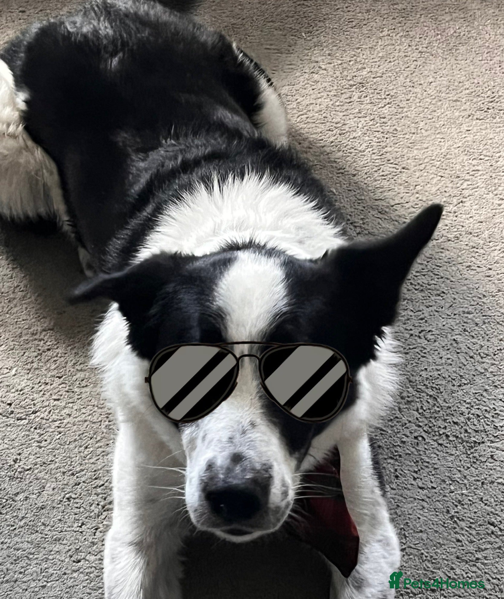 Border Collie dogs Beloved Border Collie  - Advert 18