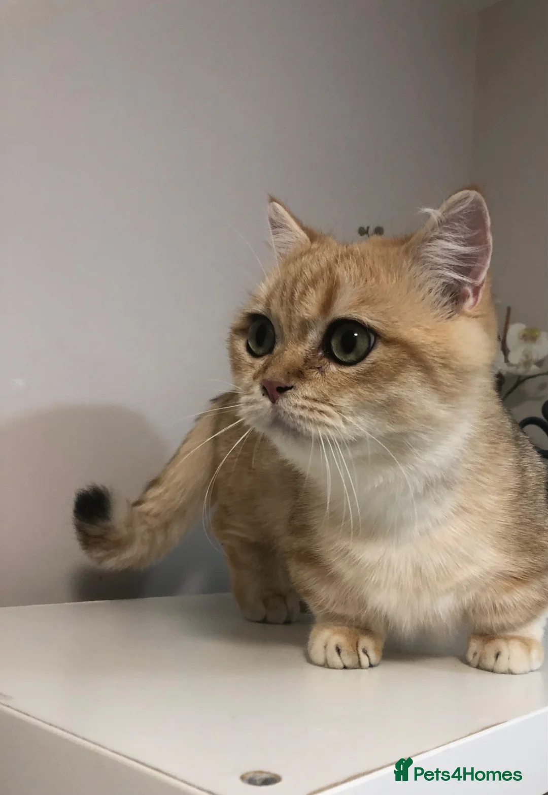 Munchkin cats for sale: Stunning Pedigree munchkin for sale - Advert 2