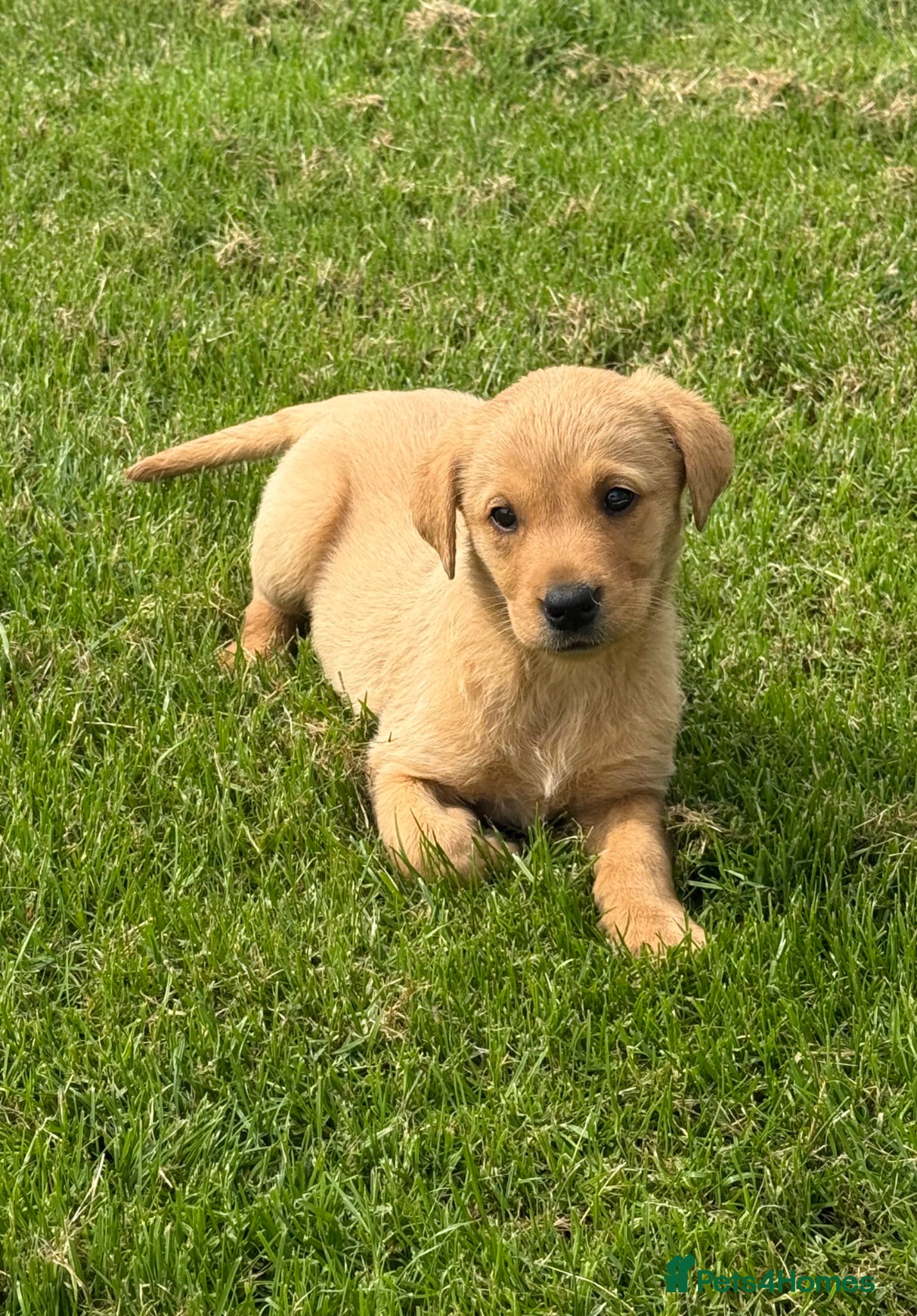 Labrador Retriever dogs 🧡Unexpectedly available 1 Girl🧡 - Advert 1
