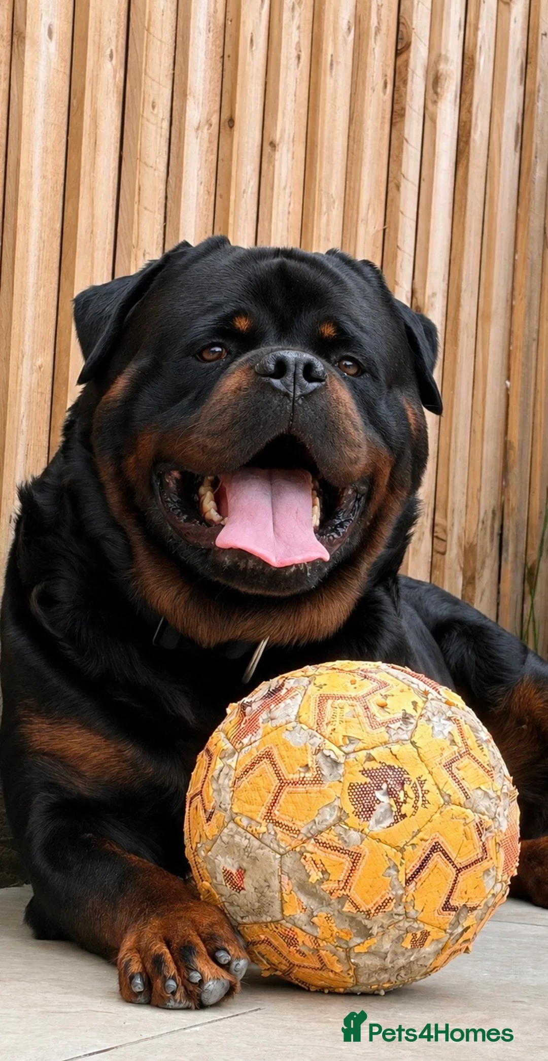 Rottweiler dogs for stud: NEW Rottweiler Stud - UK 🇬🇧 KC REG - LITTER DUE - Advert 1