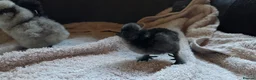 Chickens poultry for sale: DAY OLD PURE BREED SILKIE CHICKS  - Advert 5