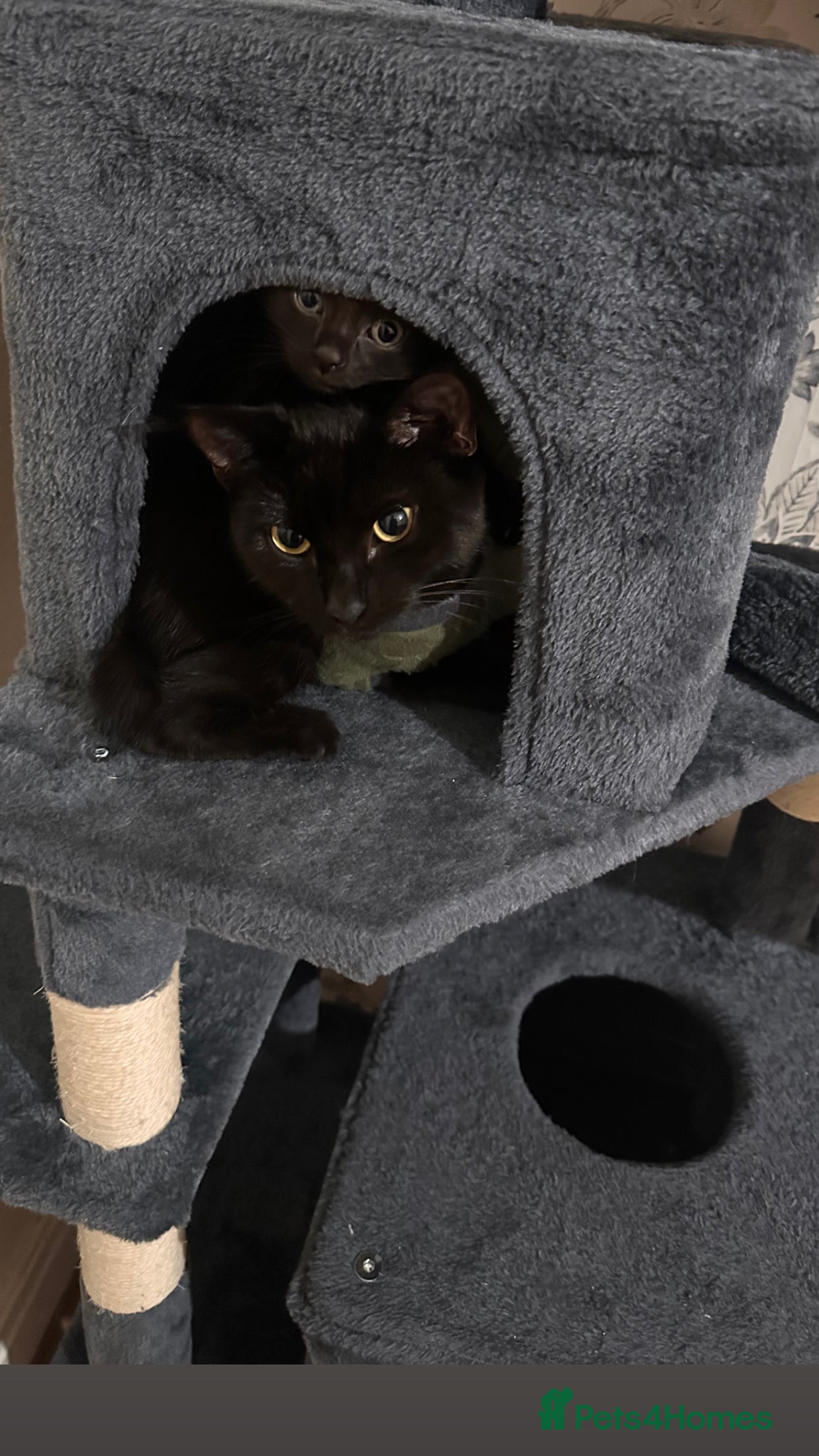 Mixed Breed cats Mother and son - Advert 1