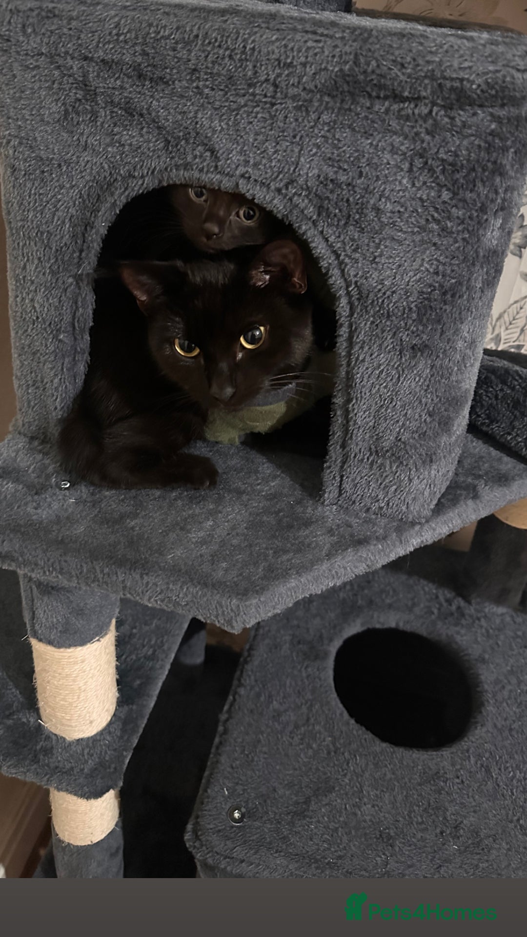 Mixed Breed cats for sale: Mother and son - Advert 1