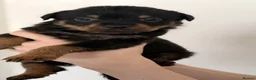 Rottweiler dogs for sale: Only 4 Beautiful Rottweiler Pups Ready in 2 weeks  - Advert 18