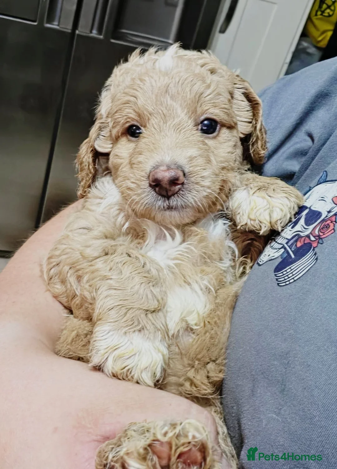 Australian Labradoodle dogs for sale: Miniature Australian labradoodles in Manchester - Advert 26