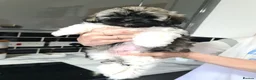 Shihpoo dogs for sale: Stunning shihpoo puppies - Advert 7