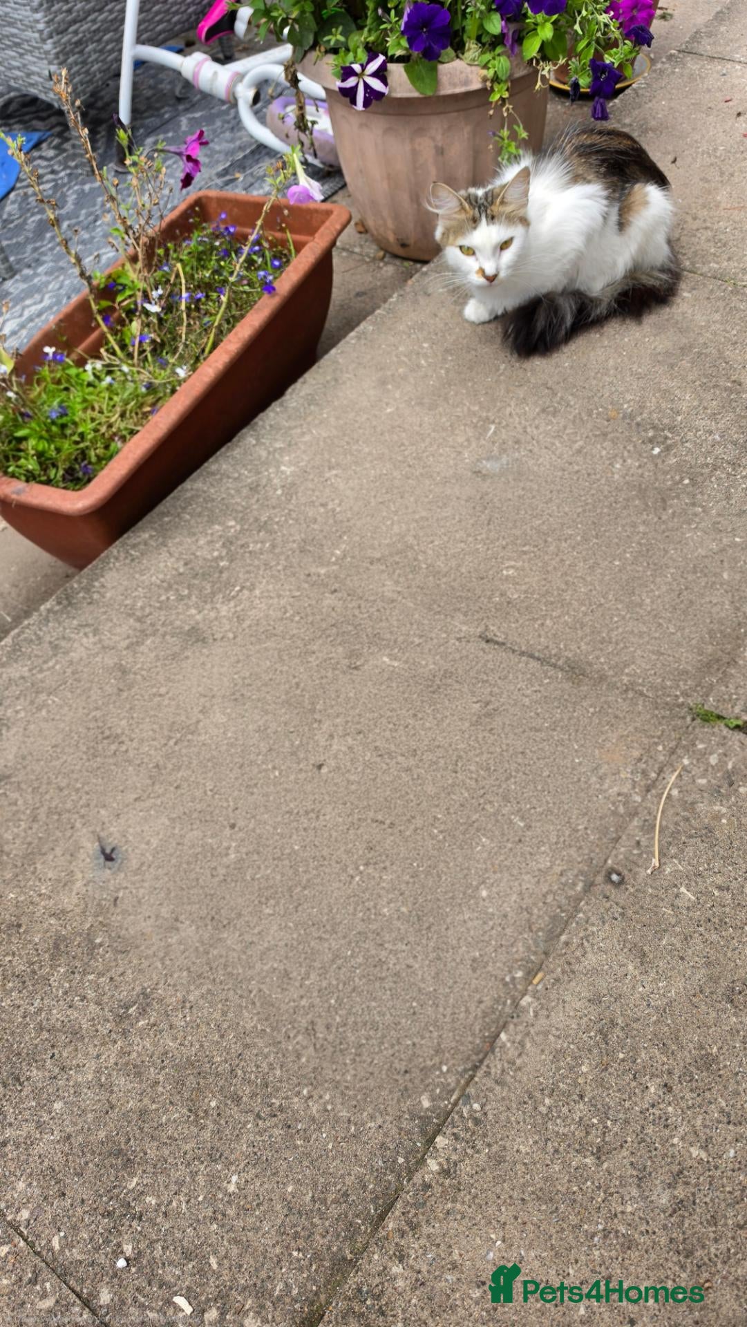 Mixed Breed cats Beatifull cittens - Advert 10