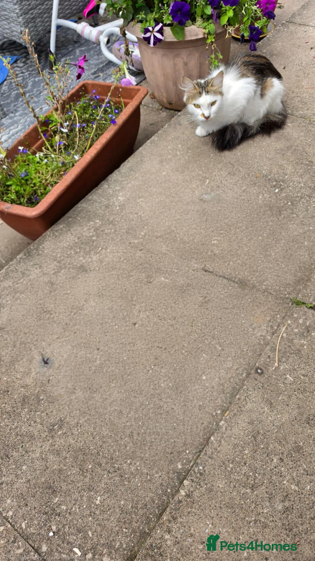 Mixed Breed cats for sale: Beatifull cittens - Advert 1