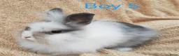 Lionhead rabbits for sale: Double mane lionhead rabbits - Advert 5