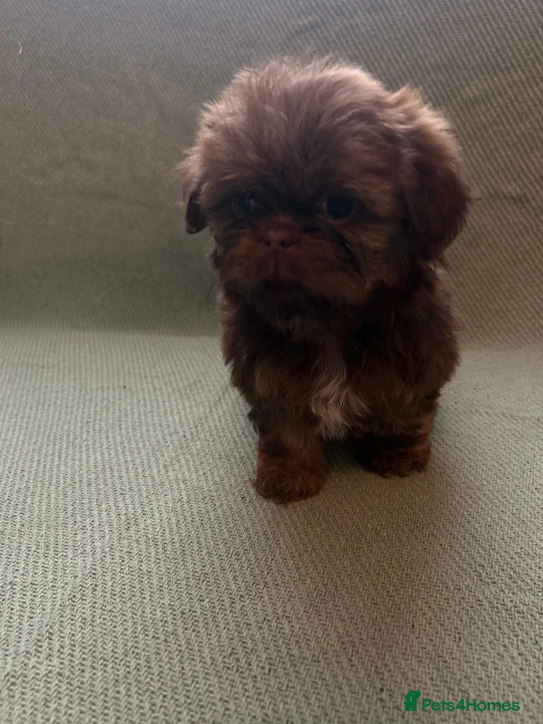 Shih Tzu dogs for sale: Shih Tzu Puppies For Sale 🐶🤎 - Advert 17