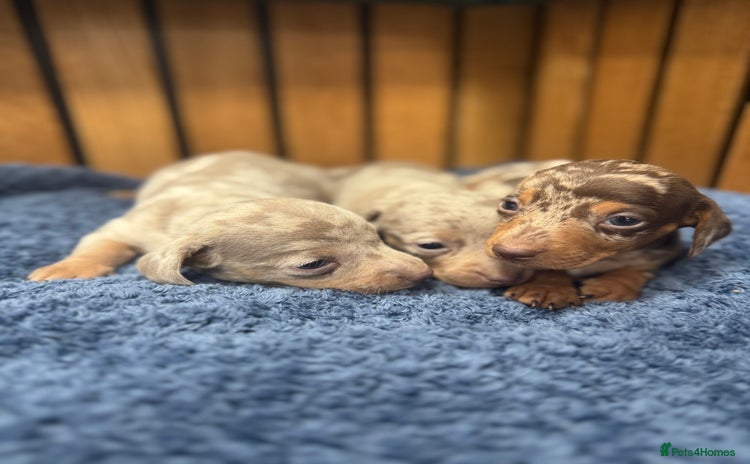 Miniature Dachshund dogs - Advert 5