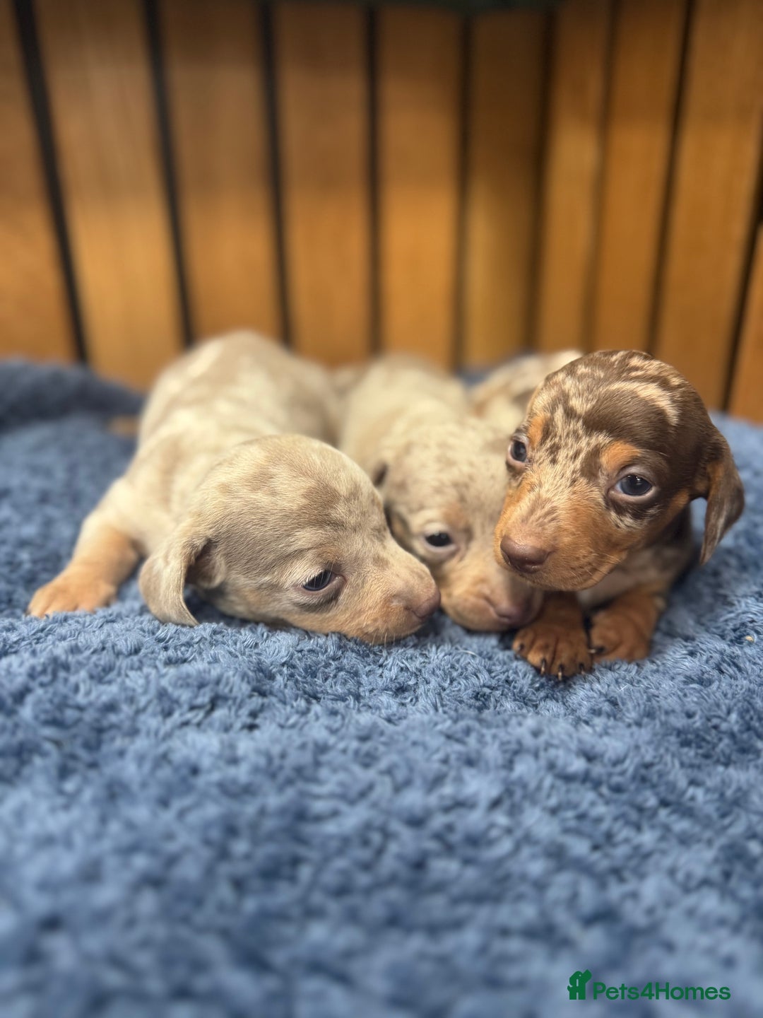 Miniature Dachshund dogs for sale: 5⭐️ licensed breeder - dapple miniaturedachshunds  - Image 1