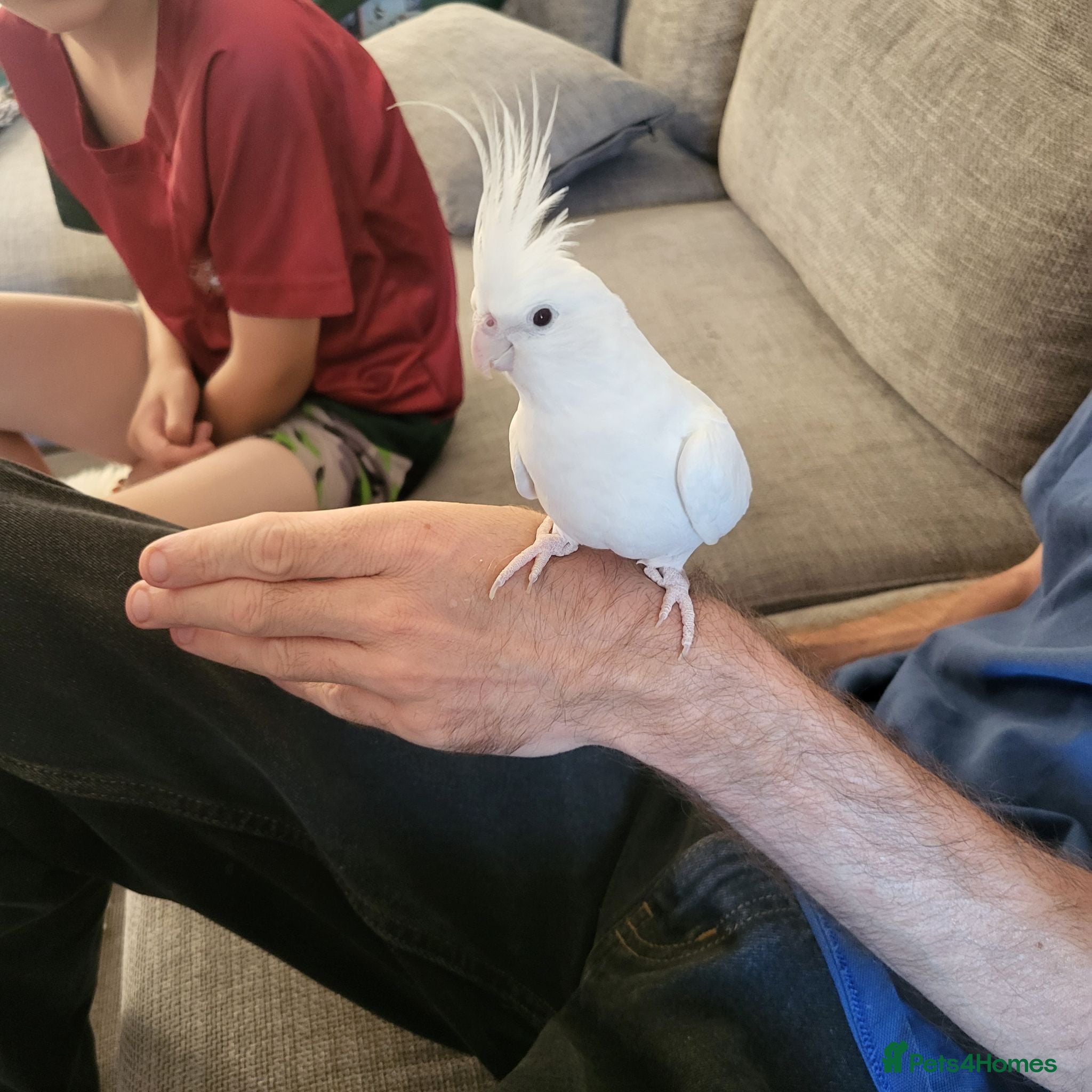 Cockatiels birds Albino Cockatiel hand reared 4 years old with cage - Advert 1