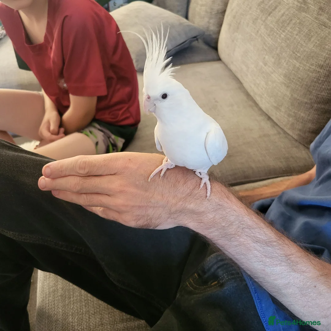 Cockatiels birds for sale: Albino Cockatiel hand reared 4 years old with cage in Trowbridge - Advert 1