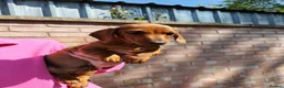 Dachshund dogs for sale: Miniature Smooth Haired Dachshund  in Wigston - Advert 3