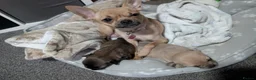 Pomchi dogs for sale: Pomchi 1 girl pup left - Advert 1