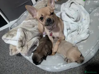 Pomchi dogs 1 girl pup left - Advert 2