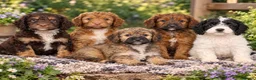 Toy Poodle dogs for stud: Stunning Sable Phantom Parti Toy Stud, DNA Tested - Advert 2