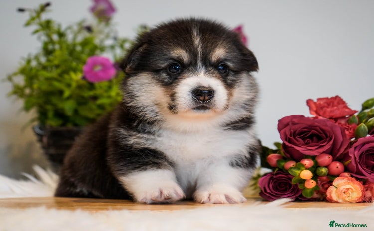 Welsh Corgi Pembroke dogs - Advert 2