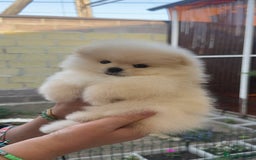 Pomeranian dogs for sale: Pomeranian male and female color light cream - Image 4