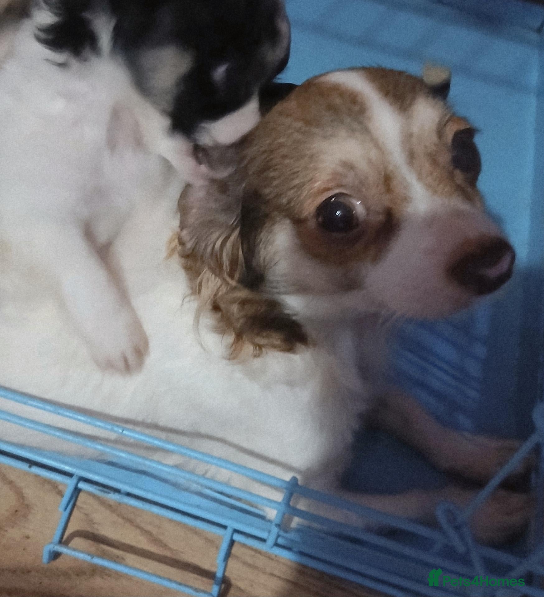 Chihuahua dogs for sale: Long haired  - Advert 6