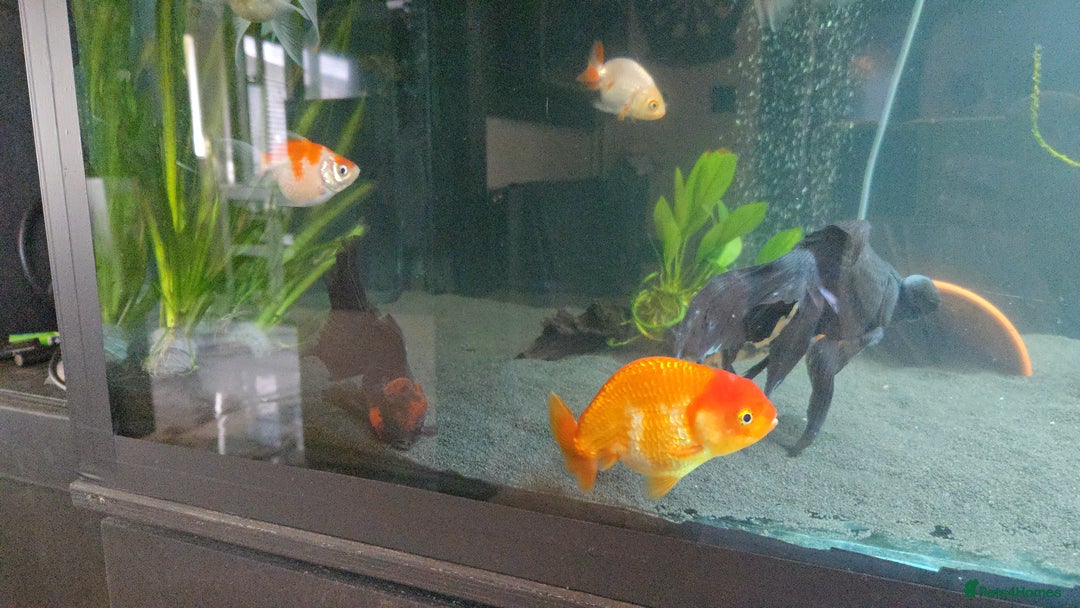 Fancy Goldfish fish for sale: Fancy goldfish looking for new home  - Image 5